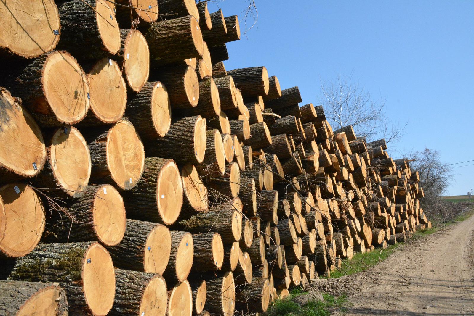Trapari: Sječa stogodišnje šume pokraj mjesta Trapari 02.04.2019., Trapari - Stogodisnja suma pokraj mjesta Trapari u Pozesko-slavonskoj zupaniji, u kojoj su pojedina stabla hrasta rasla i preko 150 godina, nestala je u nedavnoj akciji sumskih radnika i teske mehanizacije. Nakon "totalke" u reziji Hrvatskih suma oboreni trupci uz rub ceste cekaju izvoz. Na mjestu dogadjaja nakon sjece vidljiva je golema devastacija stanista biljnog i zivotinjskog svijeta i neprepoznatljiv, gotovo apokalipticni izgled prirodnog okolisa tog donedavno prelijepog sumovitog kraja Zlatne doline. rPhoto: Ivica Galovic/PIXSELL