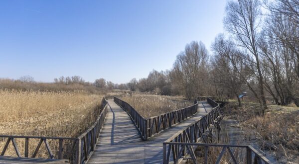 03.03.2025., Osijek - Park prirode Kopacki rit. Photo: Borna Jaksic/PIXSELL