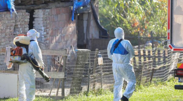 Afrička svinjska kuga