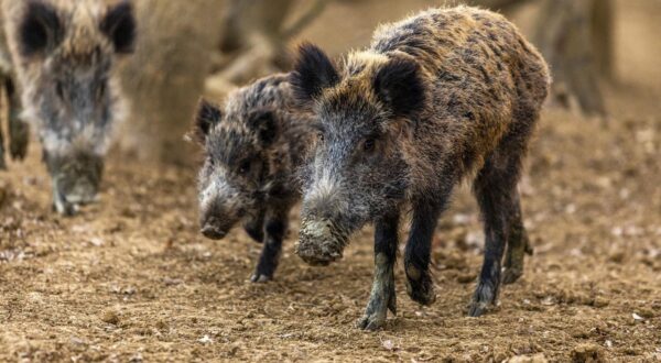 08.02.2022.., Buzet-
Divlje svinje u potrazi za hranom u sumi. Photo: Srecko Niketic/PIXSELL