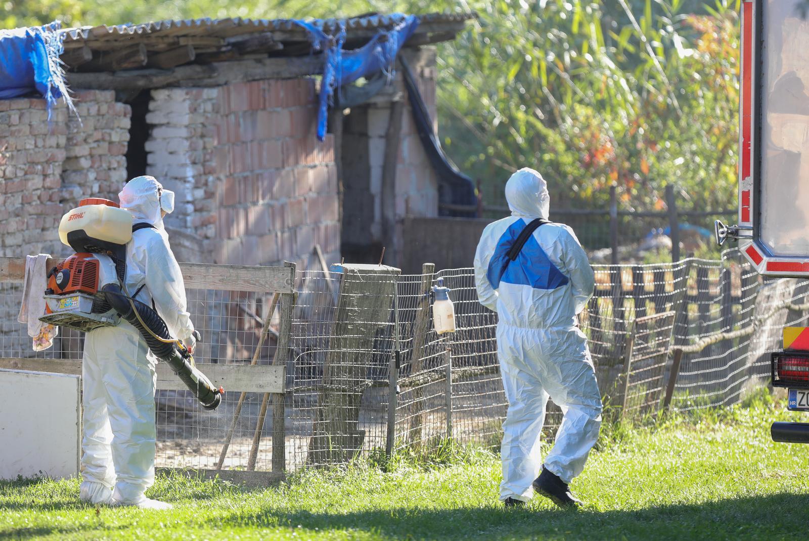 Afrička svinjska kuga