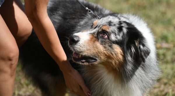 31.8.2025. - Velika Gorica, Hrvatska - Nacionalna izlozba pasa "Velika Gorica Trophy 2025." Photo: Josip Mikacic/PIXSELL