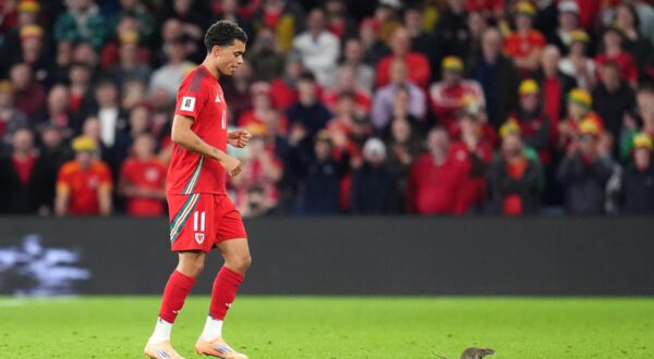 File photo dated 13/10/2025 of Brennan Johnson chasing a rat off the pitch. Cardiff have defended their pest control policy after a rat halted play during the second half of Wales' World Cup qualifier against Belgium. Issue date: Tuesday October 14, 2025. Photo: Adam Davy/PRESS ASSOCIATION