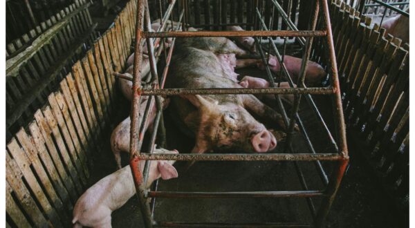 Foto: Pexels/Denniz Futalan