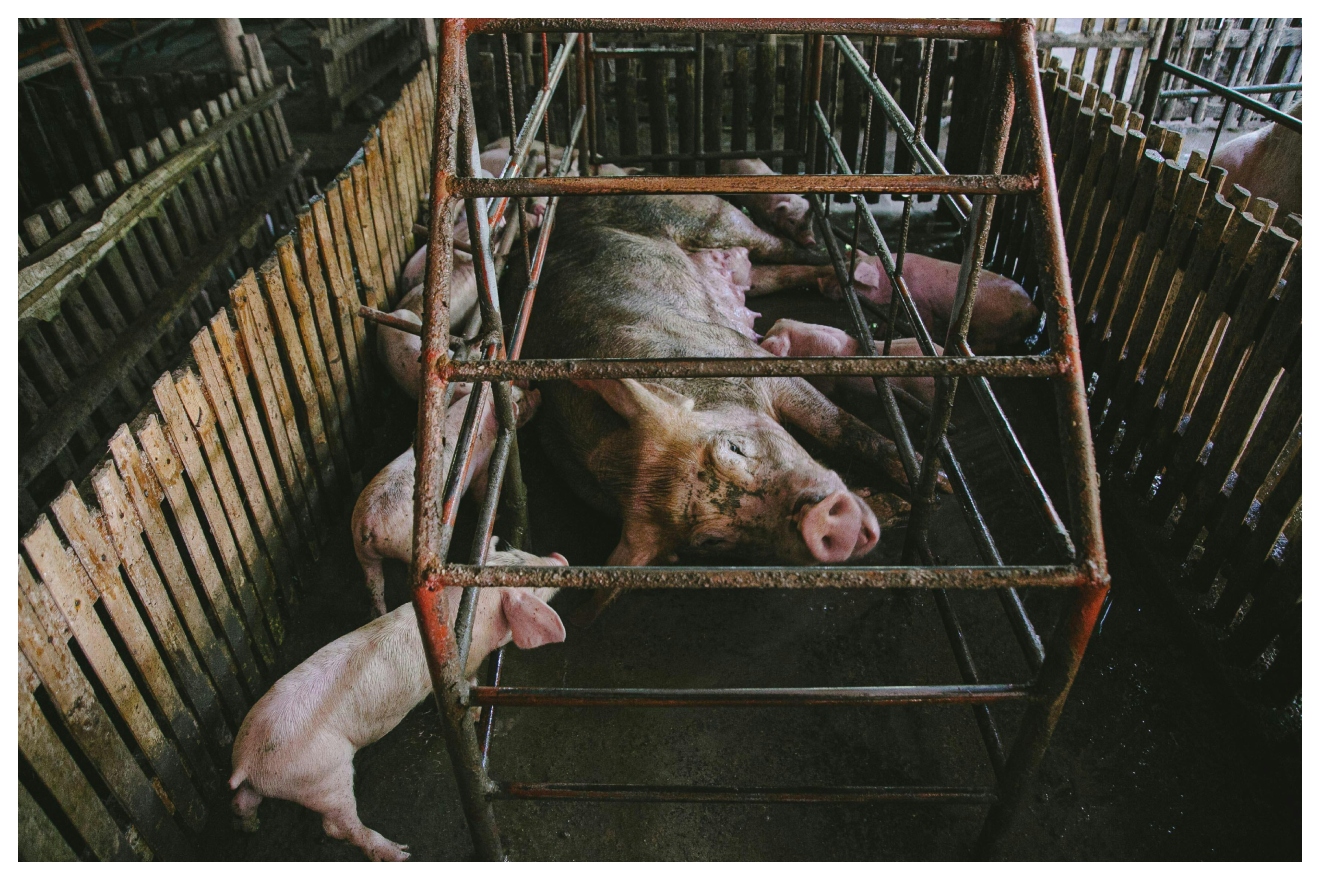 Foto: Pexels/Denniz Futalan